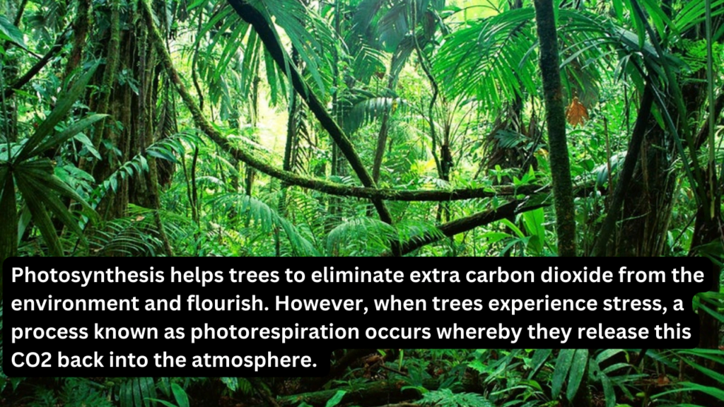 Photosynthesis helps trees to eliminate extra carbon dioxide from the environment and flourish. However, when trees experience stress, a process known as photorespiration occurs whereby they release this CO2 back into the atmosphere.